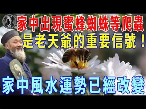 蜂窩風水|2024蜂巢處理最新指南